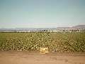 Working in the fields near Salinas CA