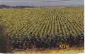 Crops rippen in fields